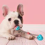 Load image into Gallery viewer, Multi-function Dog Pet Molar Ball Teeth Grinder Rubber Suction Cup Chew Biting Toy Pet Grinding Teeth Product Pet Training Toys
